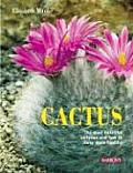 Cactus The Most Beautiful Varieties & How to Keep Them Healthy