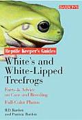Whites & White Lipped Tree Frogs Facts & Advice on Care & Breeding