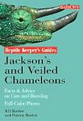 Jacksons & Veiled Chameleons Facts & Advice on Care & Breeding