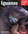 Iguanas Everything About Selection
