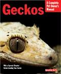 Geckos Everything About Housing Healt Nu