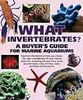 What Invertebrates A Buyers Guide for Marine Aquariums