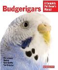 Budgerigars Everything about Purchase Care Nutrition Behavior & Training