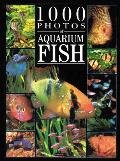 1000 Photos Of Aquarium Fish