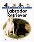 Living With A Labrador Retriever
