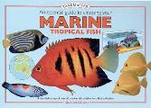 Essential Guide To Choosing Your Marine Tropical Fish