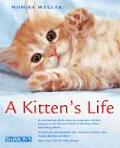 A Kitten's Life