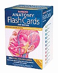 Anatomy Flash Cards 2nd Edition