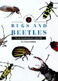 Identifying Bugs & Beetles The New Com