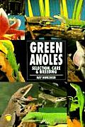 Guide To Owning A Green Anole