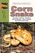 Guide To Owning A Corn Snake