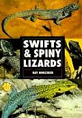 Swifts & Spiny Lizards