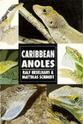 Caribbean Anoles