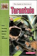 Guide To Owning A Tarantula