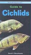 Guide To Cichlids