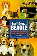 Guide To Owning A Beagle