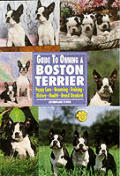 Guide To Owning A Boston Terrier