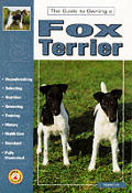 Guide To Owning A Fox Terrier