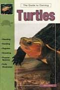 Guide To Owning Turtles