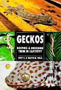 Guide To Owning Geckos From Fat Tails Leopards