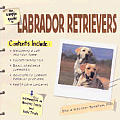 Simple Guide To Labrador Retrievers
