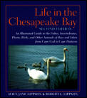 Life In The Chesapeake Bay