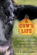 Cow's Life