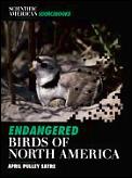 Endangered Birds Of North America