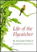 Life Of The Flycatcher