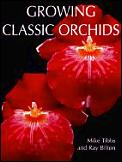 Growing Classic Orchids