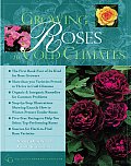 Growing Roses In Cold Climates
