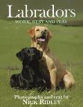 Labradors: Work, Rest and Play