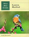 Eastern Bluebird Wild Bird Guide