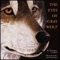 Eyes Of Gray Wolf