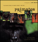 Primates The Amazing World Of Lemurs Mon