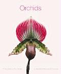 Orchids: Deluxe Notecards [With Envelopes]