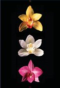Orchids Journal