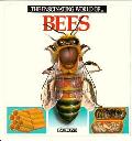 Fascinating World Of Bees