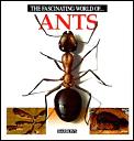 Fascinating World Of Ants