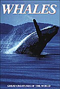 Whales Great Creatures Of The World