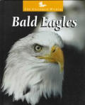 Bald Eagles The Untamed World