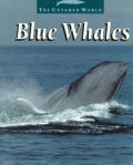 Blue Whales The Untamed World