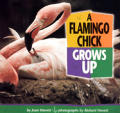 Flamingo Chick Grows Up