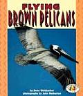 Flying Brown Pelicans Pull Ahead