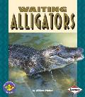 Waiting Alligators Pull Ahead