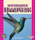 Hovering Hummingbirds