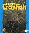 Pinching Crayfish