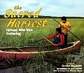 Sacred Harvest Ojibway Wild Rice Gathering