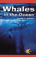 Whales in the Ocean