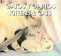 Gatos Y Gatitos Kittens & Cats